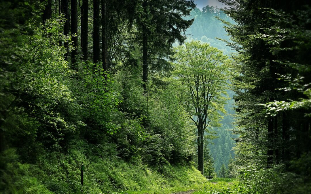 La protection de l’environnement : une responsabilité partagée pour un avenir durable