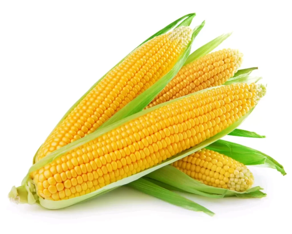 Culture de maïs