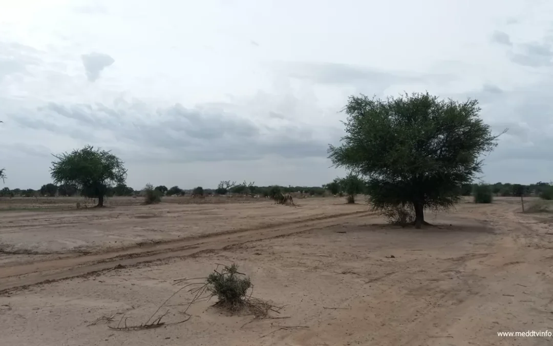 ENVIRRONNEMENT : La ceinture verte autour de N’Djamena est-elle morte ?