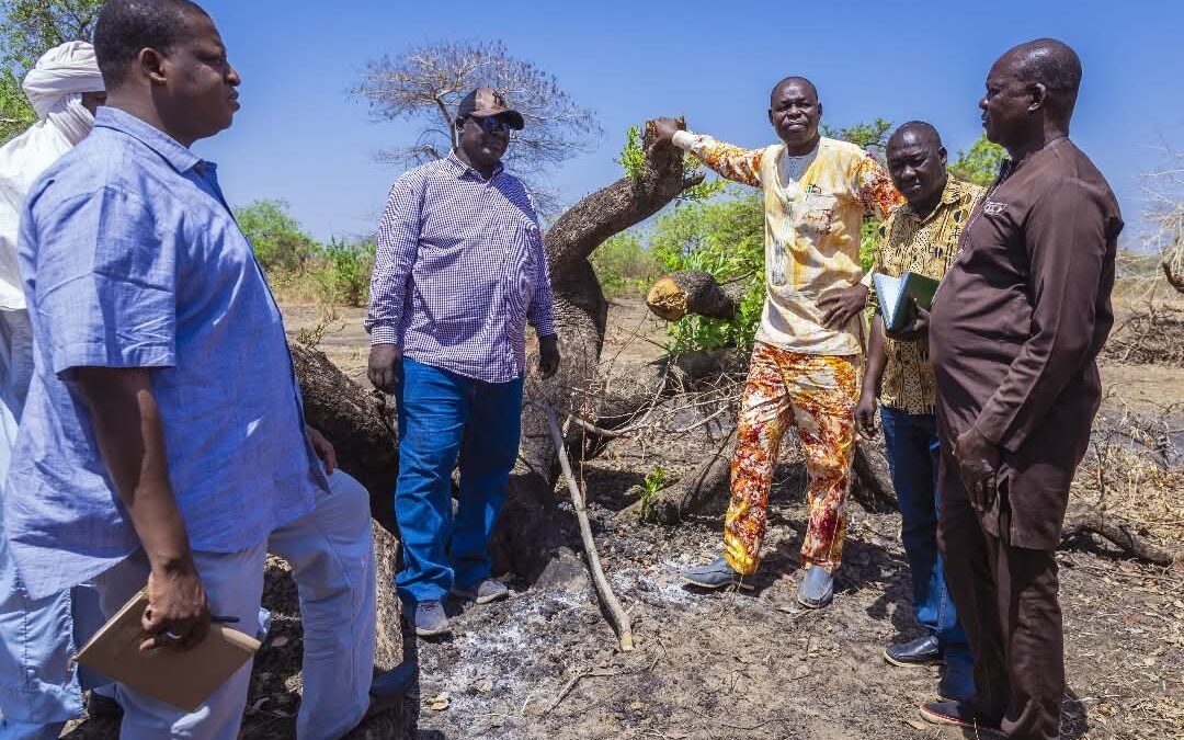 ALERTE VERTE – Une Forêt Massacrée à Madom : Le Chef de Village Accusé d’Autorisation Illégale