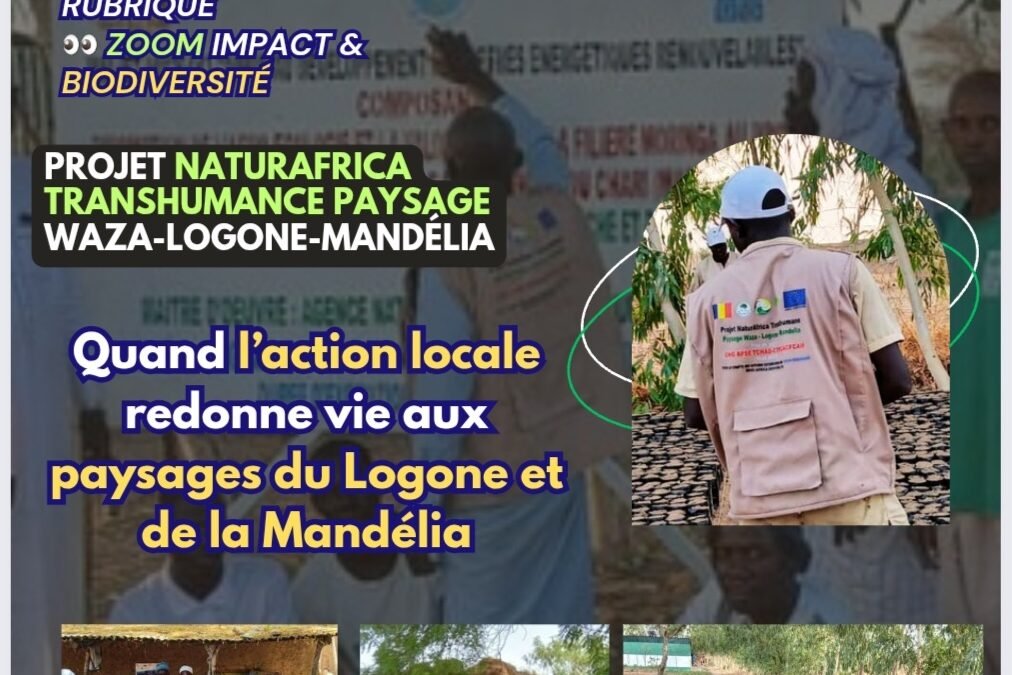 Zoom Impact & Innovations – NaturAfrica Transhumance : Quand l’action locale redonne vie aux paysages du Logone et de la Mandélia