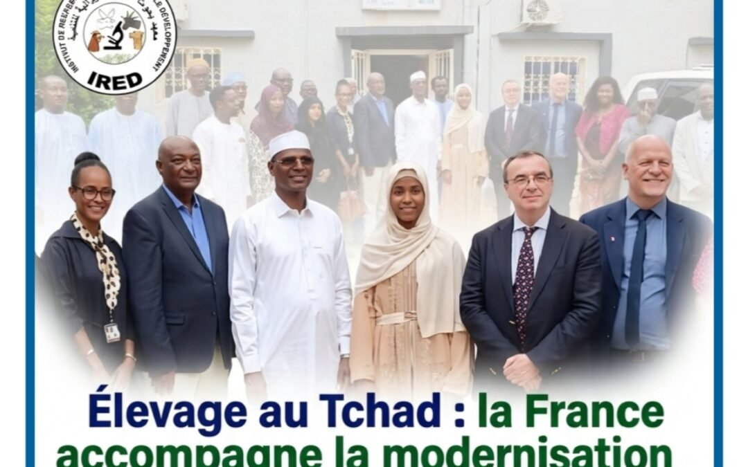 Élevage au Tchad : la France accompagne la modernisation de l’IRED pour une alimentation animale de meilleure qualité