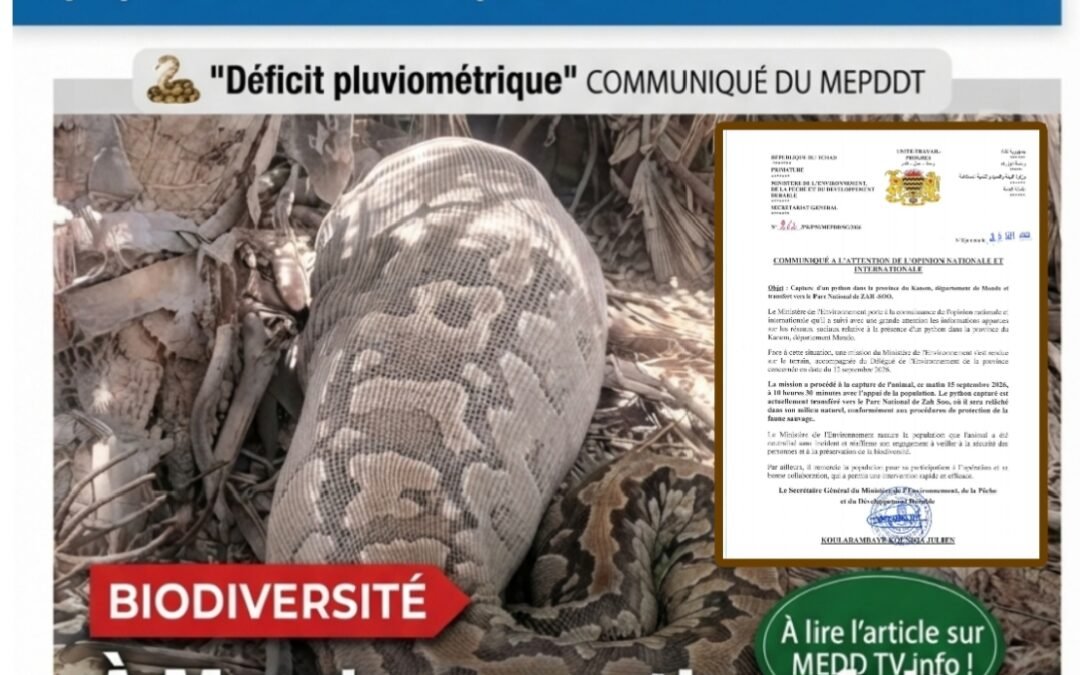 Kanem : le python capturé à Mondo sera transféré au parc national de Zah Soo