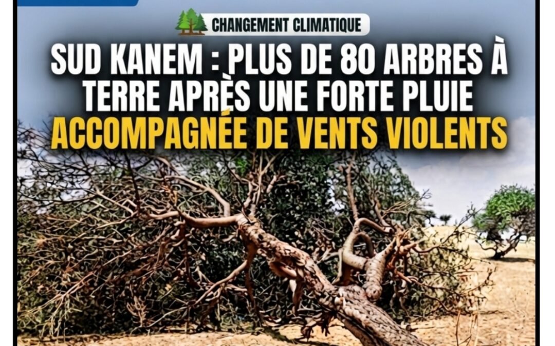 SUD KANEM : PLUS DE 80 ARBRES À TERRE APRÈS UNE FORTE PLUIE ACCOMPAGNÉE DE VENTS VIOLENTS