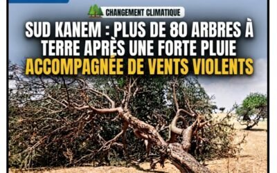 SUD KANEM : PLUS DE 80 ARBRES À TERRE APRÈS UNE FORTE PLUIE ACCOMPAGNÉE DE VENTS VIOLENTS