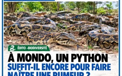 À MONDO, UN PYTHON SUFFIT-IL ENCORE POUR FAIRE NAÎTRE UNE RUMEUR ?